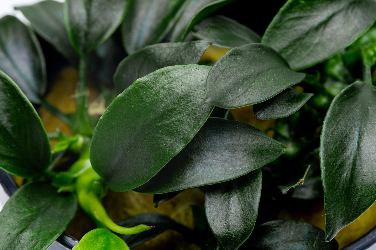 Anubias Nana Pangolino Live Aquarium Plant - Small & Hardy Freshwater Aquatic Plant for Fish Tanks, Aquascaping & Low Light Aquariums | Perfect for Nano Tanks, Shrimp Habitats & Betta Fish Environments
