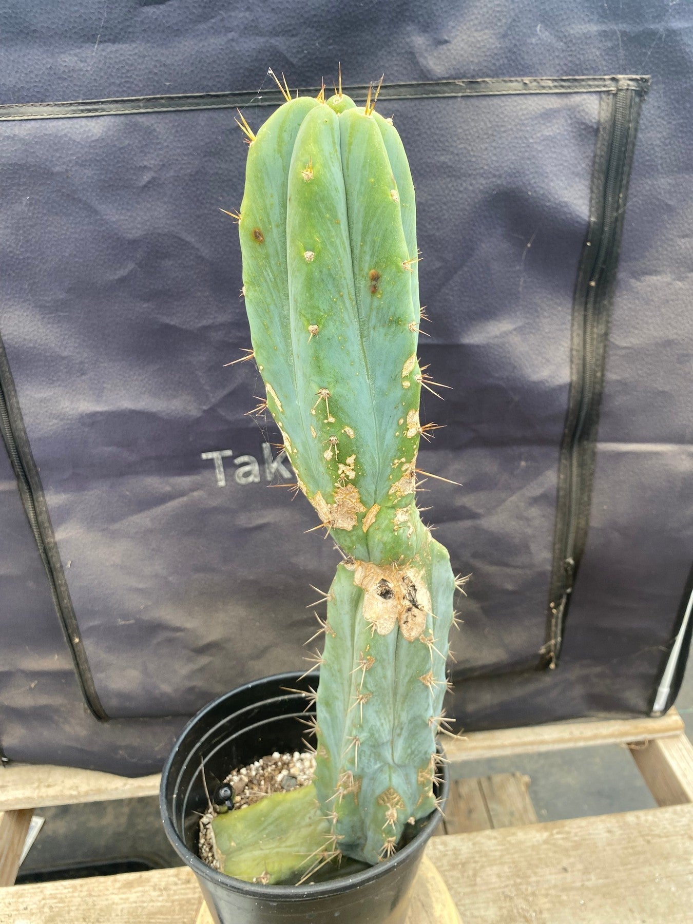EC135 EXACT Trichocereus Lost Label Cactus - 18 Inch Rare Succulent Plant for Home Decor, Garden Landscaping & Cactus Collection