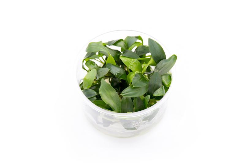 TCulture Homalomena sp. Sekadau South (TC Cup) - Rare Tropical Houseplant for Home & Office Decor - Perfect for Indoor Gardens, Terrariums, and Plant Collections