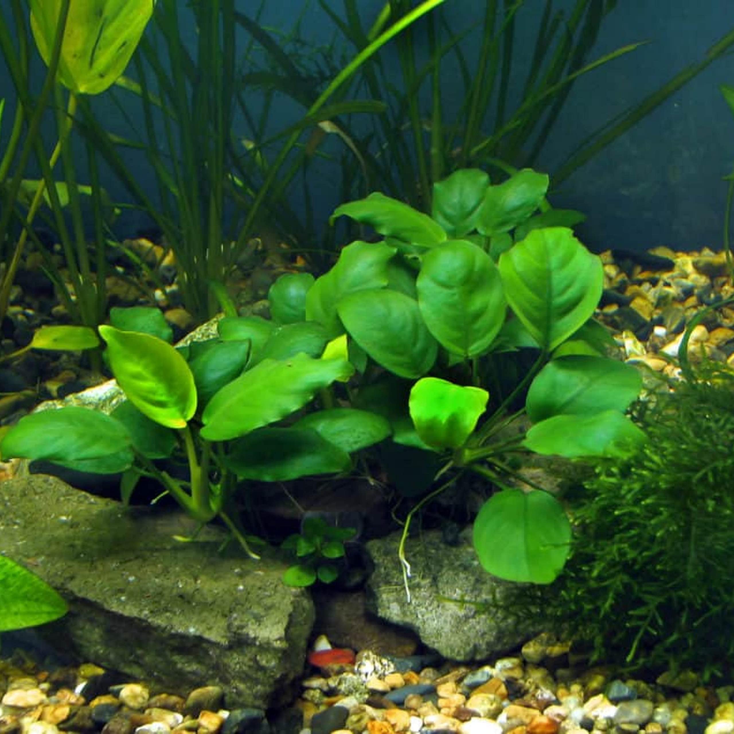 Buy 2 Get 1 Free - Anubias Barteri Var. 'Nana Petite' Live Aquarium Plant - Potted Freshwater Aquatic Plant for Fish Tanks, Aquascaping & Low Light Aquariums