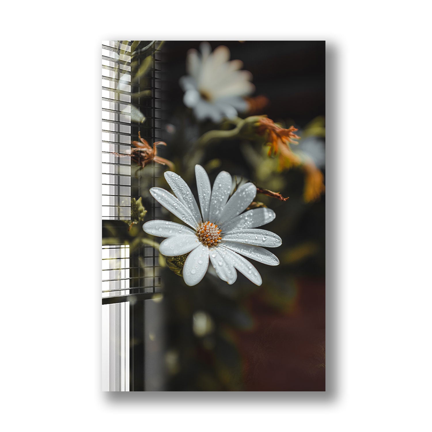 Fresh Daisy Flowers Bouquet - Hand-Picked Seasonal Daisies for Home Decor, Weddings & Special Occasions | Perfect for Centerpieces, Gifts & Floral Arrangements