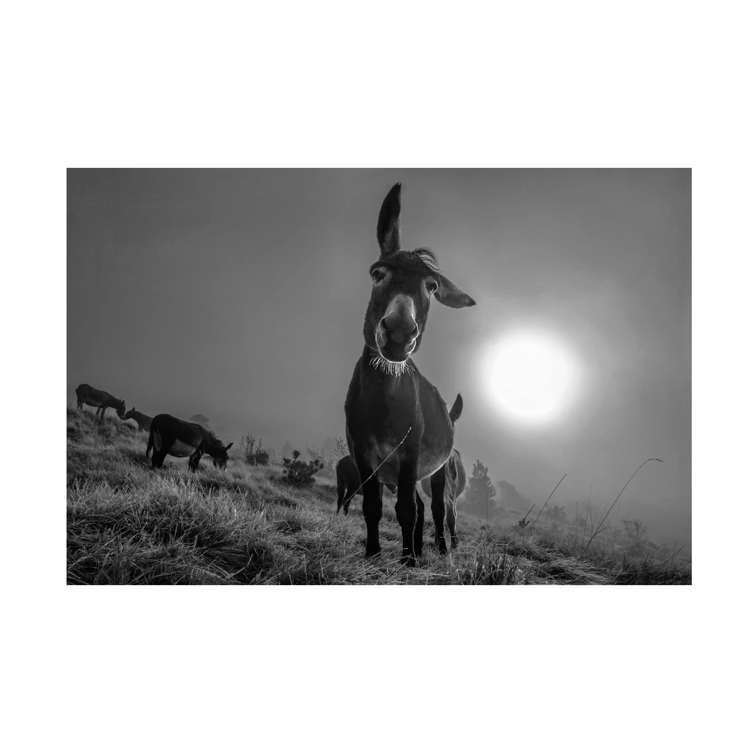 Trademark Fine Art 'Friend' Canvas Wall Art by Alessandro Traverso - Perfect for Living Room, Bedroom & Office Decor