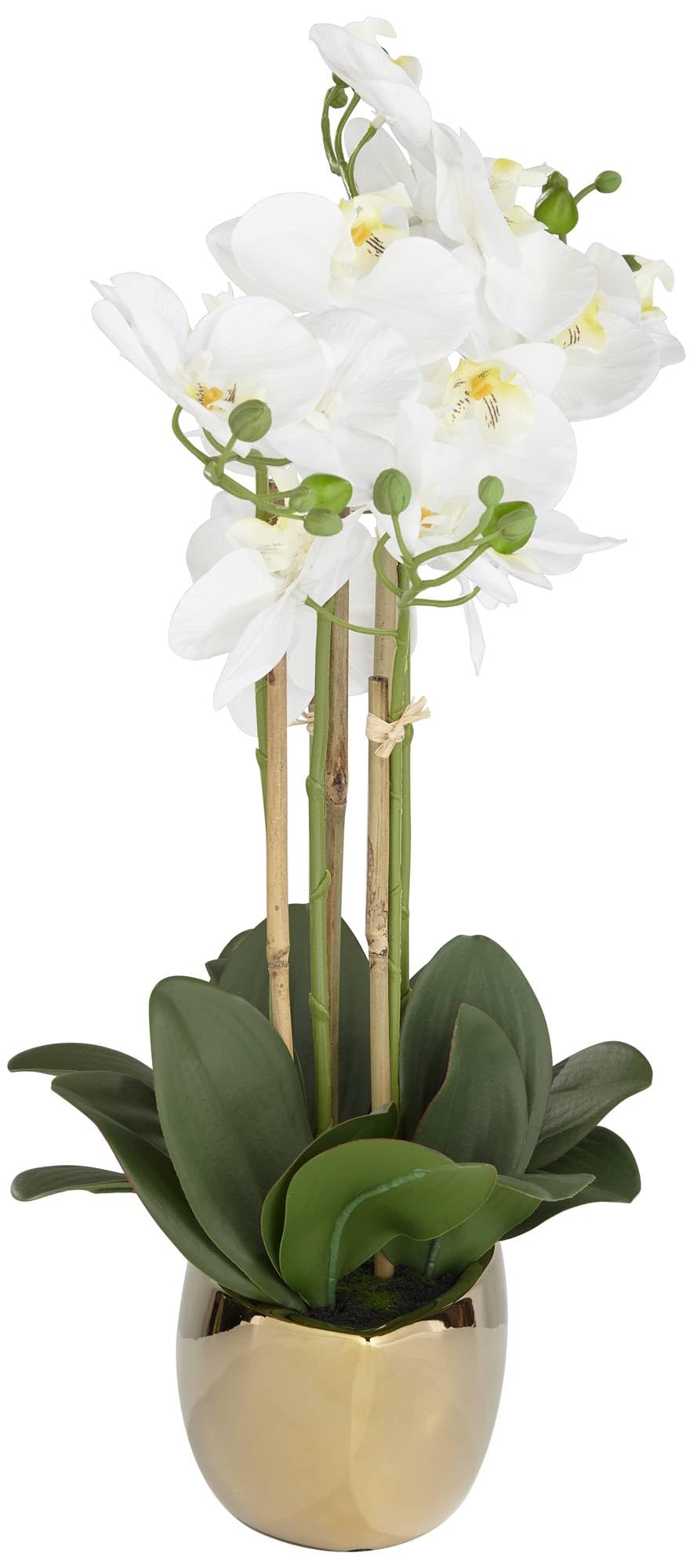 Belvois White Orchid 22