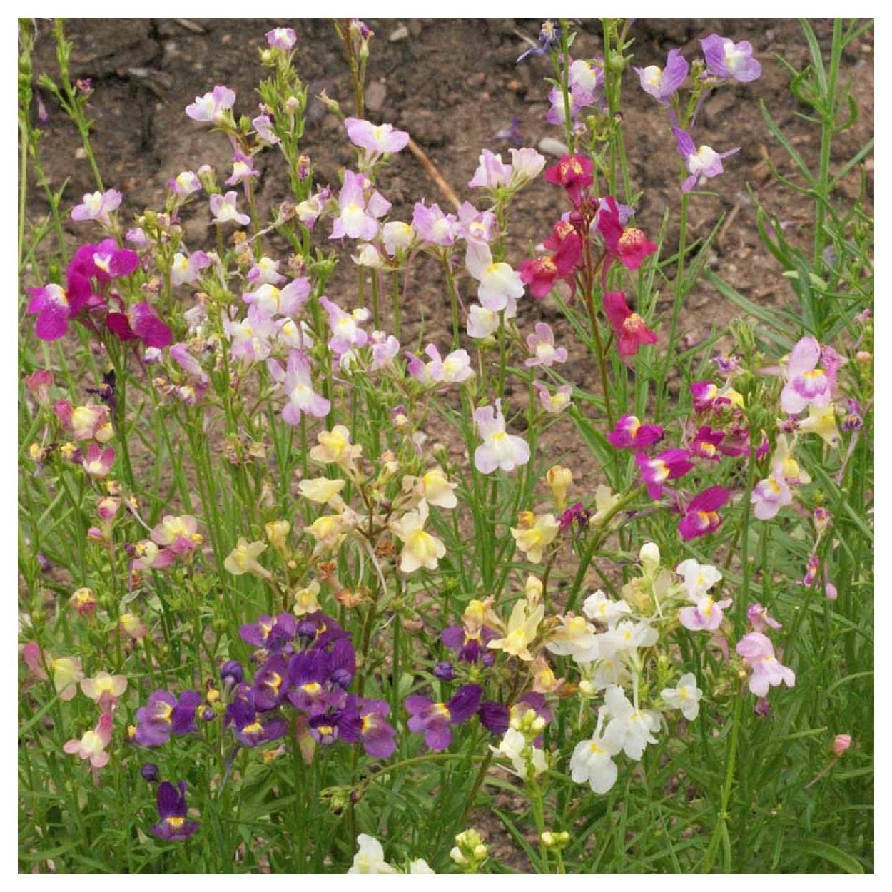 2000 Northern Lights Mix Tall Snapdragon Wildflower Seeds - Premium Gold Vault Seed Packet for Garden Planting & Landscaping - Attracts Pollinators & Adds Vibrant Colors to Your Yard
