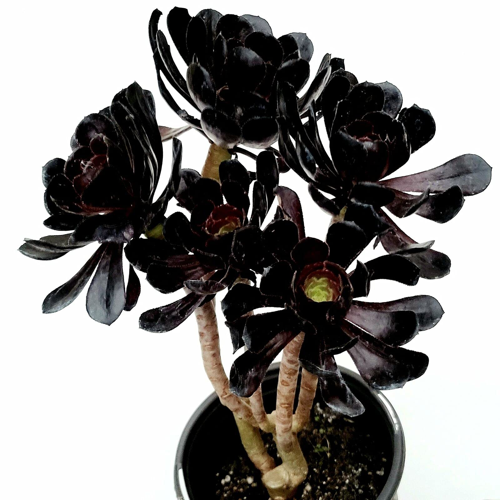 Black Rose Succulent Plant (Aeonium arboreum) - 4 Inch Live Indoor/Outdoor Cactus for Home Decor, Office Desk, or Garden Landscaping