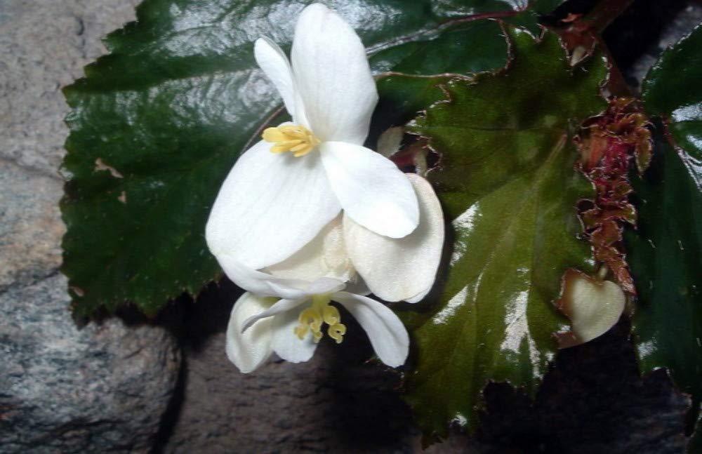 Concord Black Begonia Live Plant - 2.5 Inch Pot for Terrariums, Fairy Gardens & Indoor Houseplants | Perfect for Home Decor, Office Spaces & Gift Giving