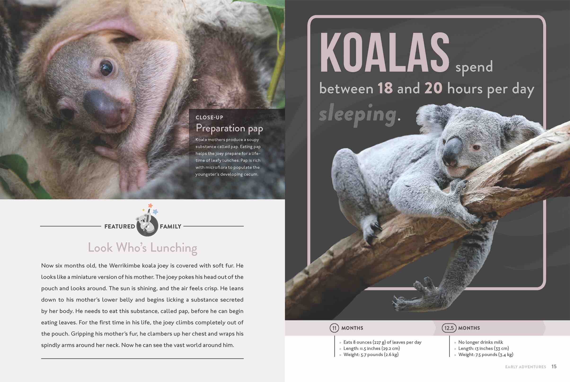 Koala Book 9781640263413 - Wildlife Animal Facts & Photos | Perfect for Kids, Nature Lovers & Educational Gifts