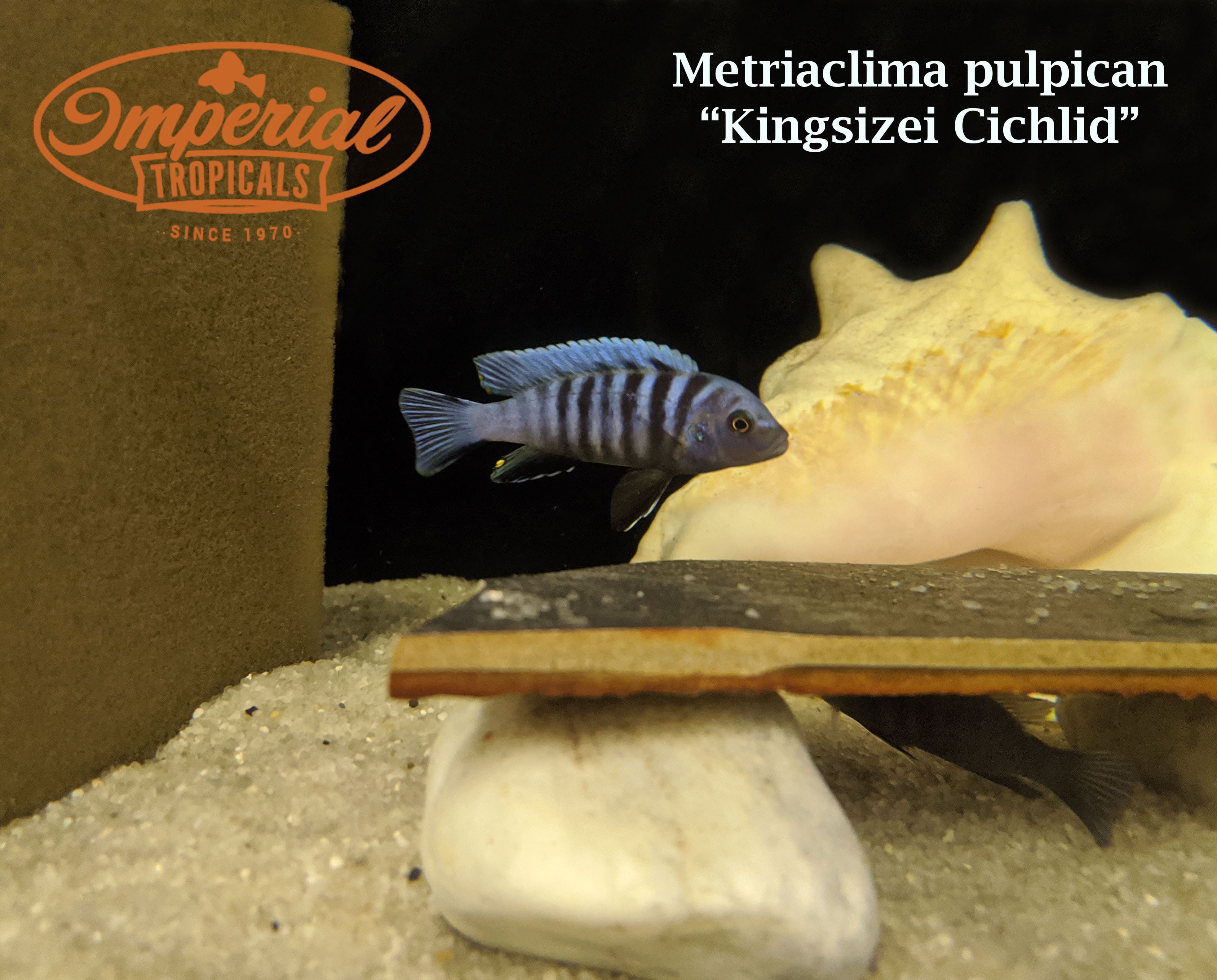 Premium Kingsizei Cichlid Fish for Aquarium - Live Tropical Freshwater Fish for Fish Tanks - Perfect for Home Aquariums & Aquatic Displays