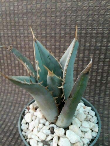 Rare Agave Titanota Blue Succulent Seeds - 100 Pack for Planting, Hardy Exotic Aloe Rose - Perfect for Home Garden, Terrariums & DIY Succulent Arrangements