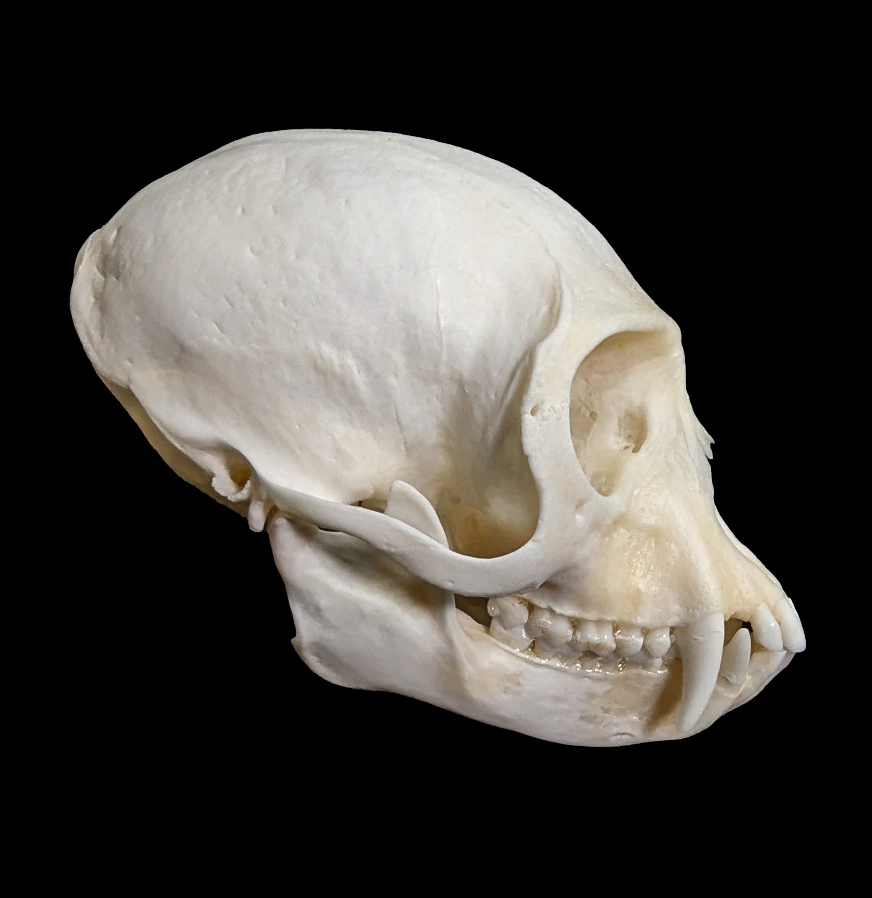 Vervet Monkey Skull Replica - Realistic Animal Skull Model for Science Education, Halloween Decor & Taxidermy Display - Perfect for Classroom, Museum & Gothic Home Decor