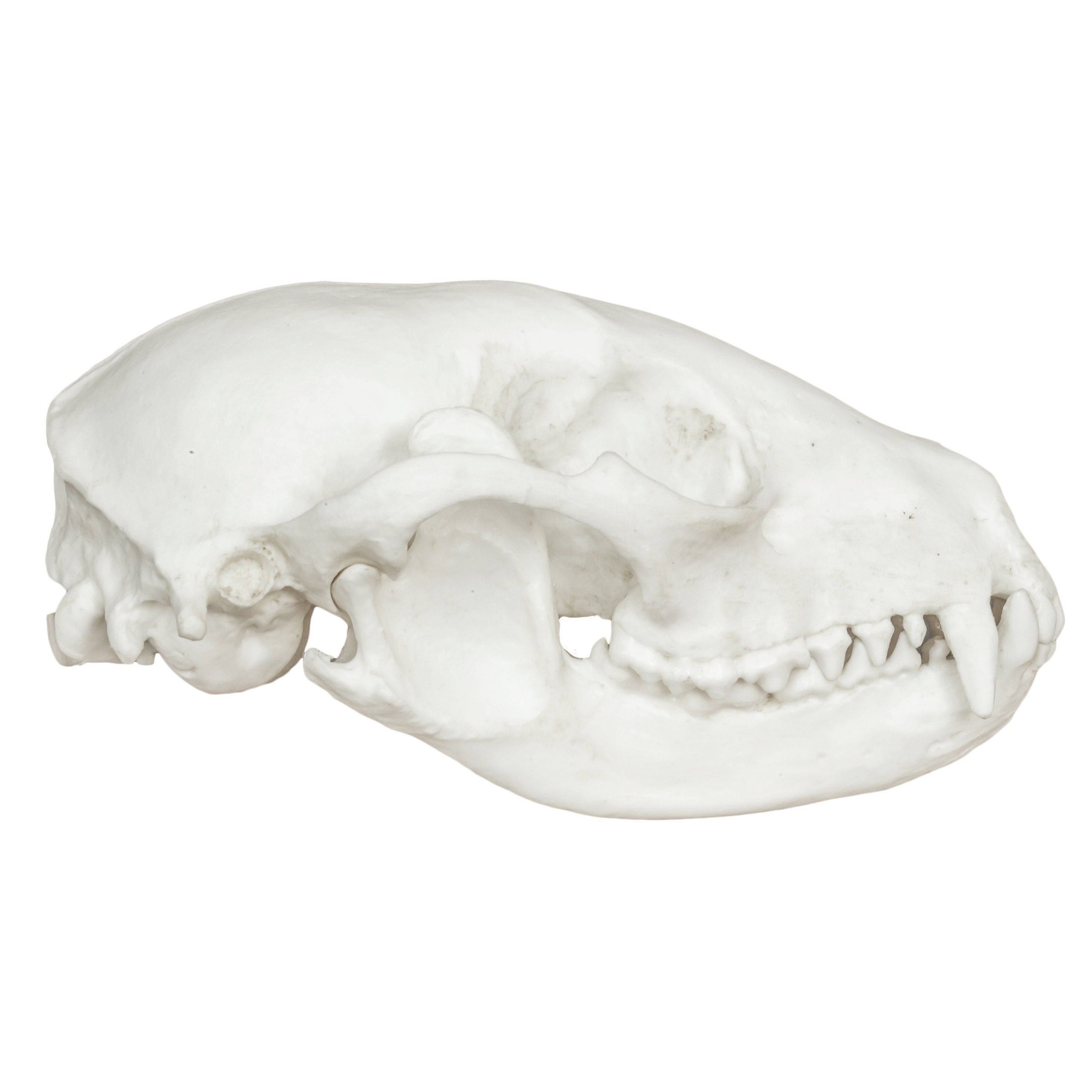 Realistic Replica Raccoon Skull - High-Quality Animal Skull Model for Halloween Decor, Gothic Home Decor, Biology Study & Taxidermy Display