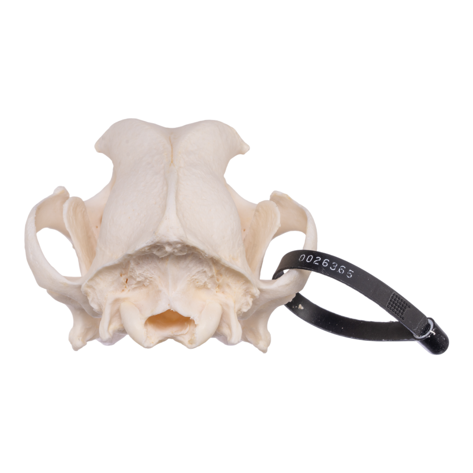 Authentic Rottweiler Dog Skull Specimen - Real Domestic Canine Skull for Veterinary Study, Taxidermy & Educational Display | Perfect for Biology Classrooms, Oddity Collections & Halloween Decor