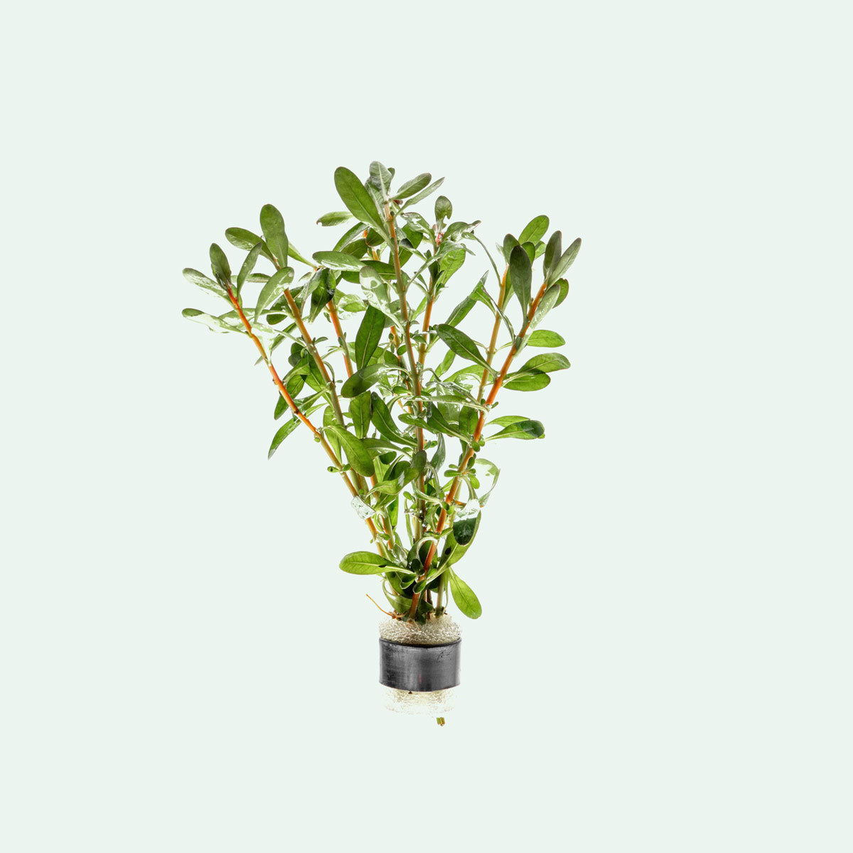 Ludwigia Inclinata Aquatic Plant for Freshwater Aquariums - Perfect for Aquascaping and Fish Tank Decoration