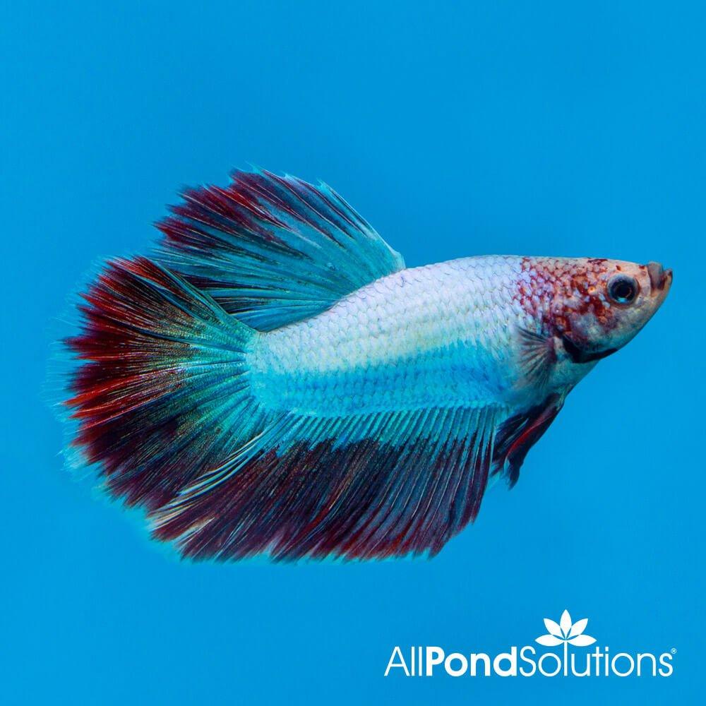 Halfmoon Combi Siamese Fighting Fish (Betta Splendens) - Live Mascot for Aquariums & Home Decor | Perfect for Fish Tanks, Office Desks & Gifts