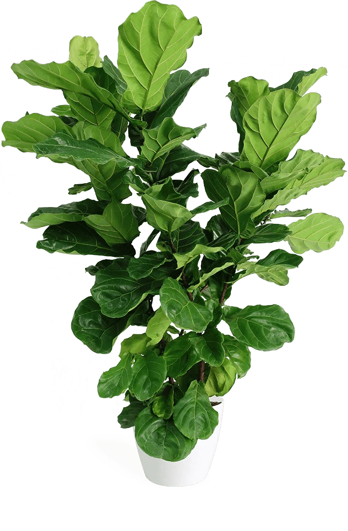 Fiddle Leaf Fig Tree - Large Indoor House Plant for Living Room, Office & Home Decor | Easy Care & Low Maintenance Houseplant