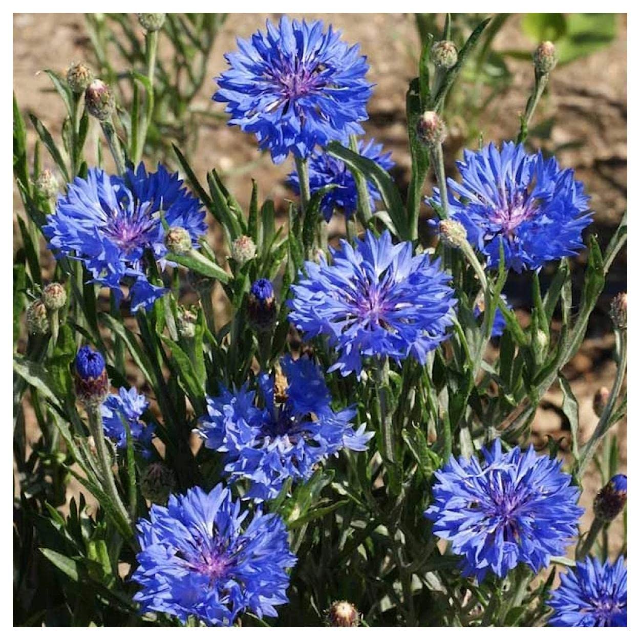 500 Dwarf Blue Cornflower Wildflower Seeds - Premium Non-GMO Garden Seeds for Pollinator Gardens, Landscaping & Cut Flowers - Everwilde Farms Gold Vault Jumbo Seed Packet