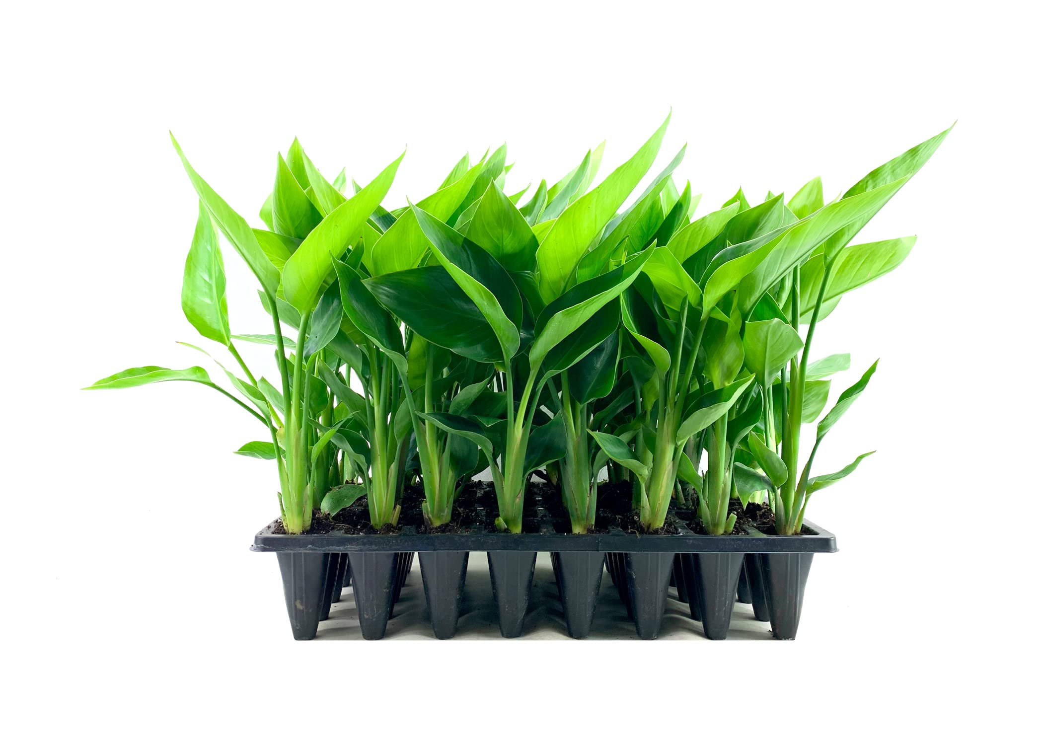White Bird of Paradise Live Plants (Strelitzia Nicolai) - 30 Pack Tropical Rare Foliage Specimen for Indoor/Outdoor Decor, Office & Garden Landscaping