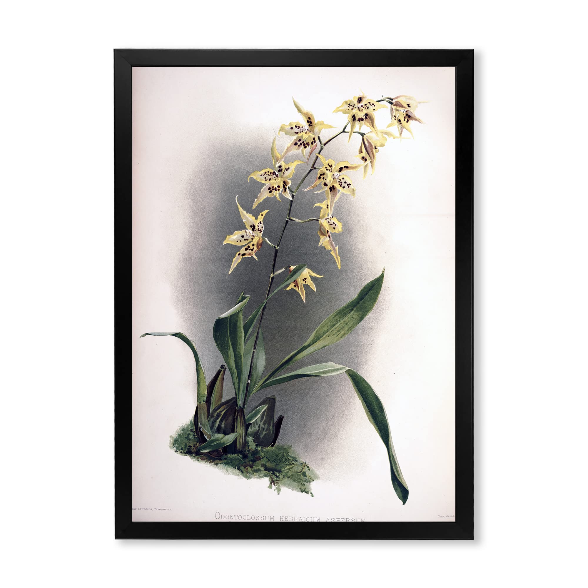 Vintage Orchid Flower Traditional Framed Wall Art - Hand Painted Canvas Painting - Home Decor for Living Room, Bedroom, Office - Perfect Gift for Housewarming & Wedding