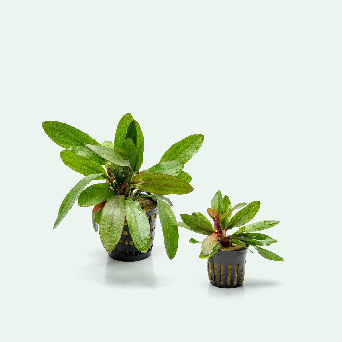 Echinodorus Red Rubin Mother Plant - Live Aquatic Plant for Aquariums & Fish Tanks | Perfect for Freshwater Planted Tanks, Aquascaping & Aquatic Gardens