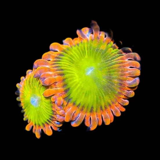 CB Electric Oompa Loompas Zoanthids Coral - Vibrant Saltwater Aquarium Coral for Reef Tanks & Marine Displays