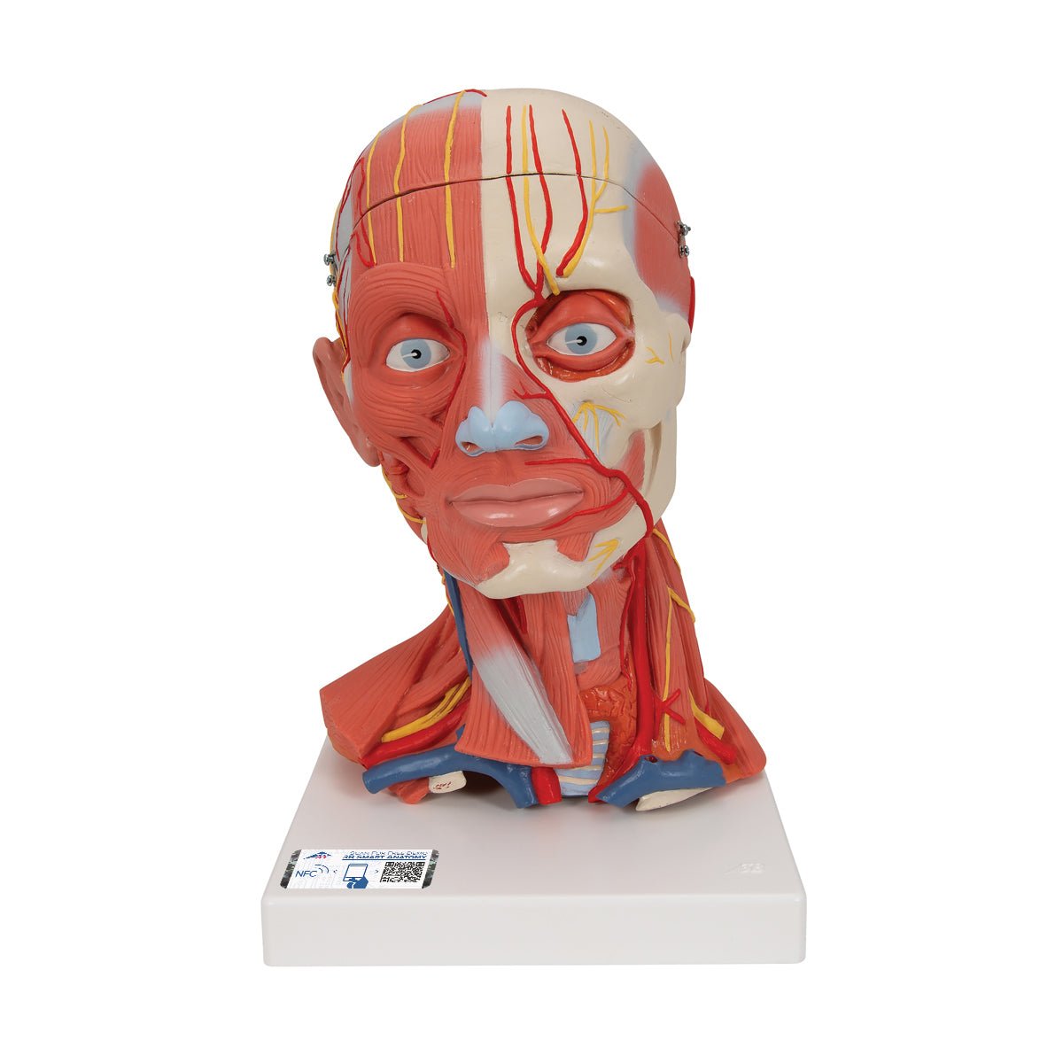 5-Part Human Head and Neck Musculature Anatomy Model - Detailed Medical Study Tool for Students, Doctors & Physical Therapists - Perfect for Classroom Demonstrations & Patient Education