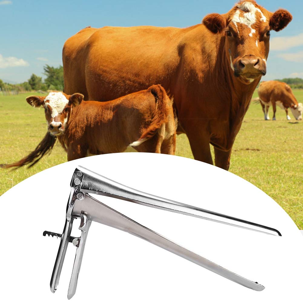 Veterinary Cattle Vaginal Dilator Speculum - Livestock Breeding & Calving Aid Tool for Cows - Essential Veterinary Instrument for Cattle Reproduction & Artificial Insemination (Perfect for Dairy Farms, Veterinary Clinics & Livestock Breeding Operations)