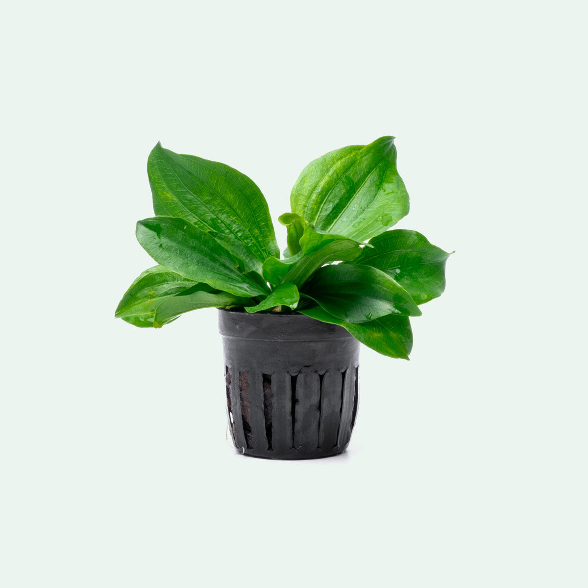 Echinodorus Gabrielii Live Aquarium Plant - Freshwater Aquatic Plant for Fish Tanks, Ponds & Aquascaping | Perfect for Beginners & Planted Aquariums
