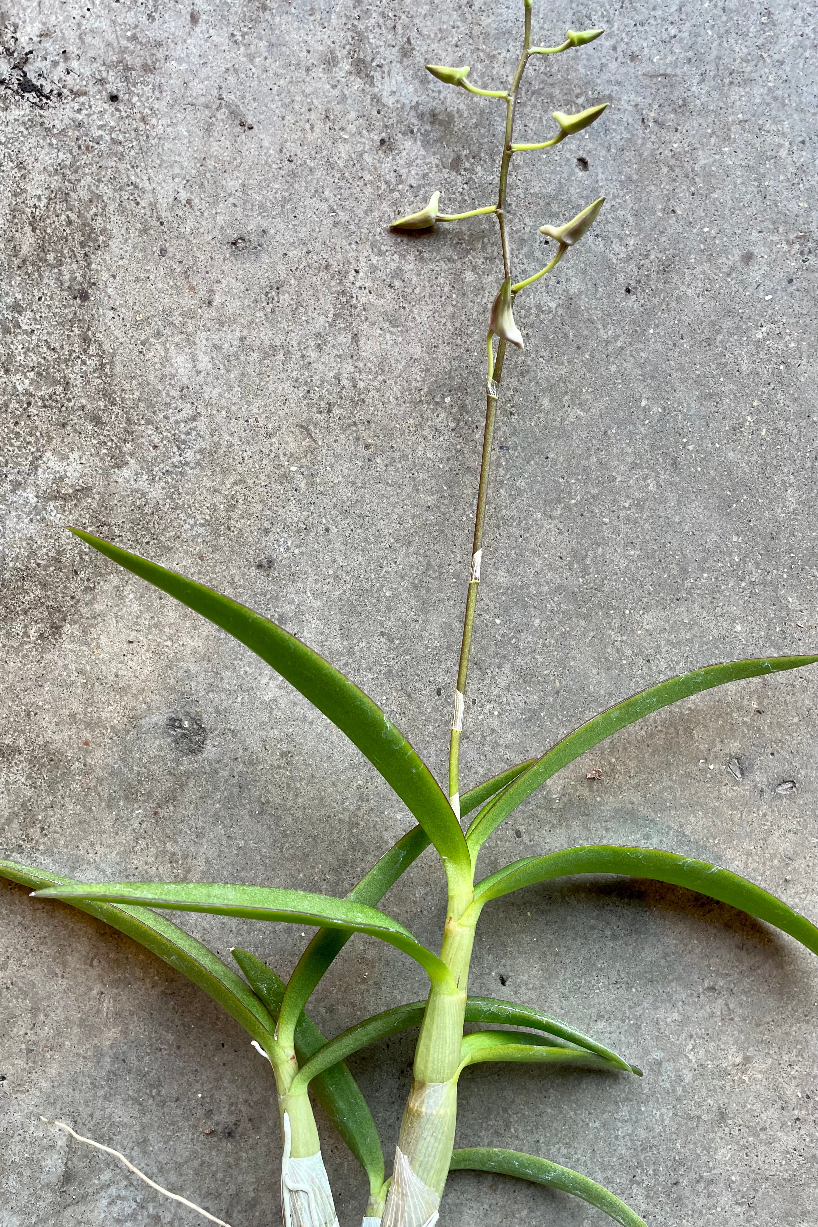 Premium Dendrobium Orchid Plants - Medium Size for Home & Office Decor | Perfect for Gifts, Weddings & Indoor Gardening