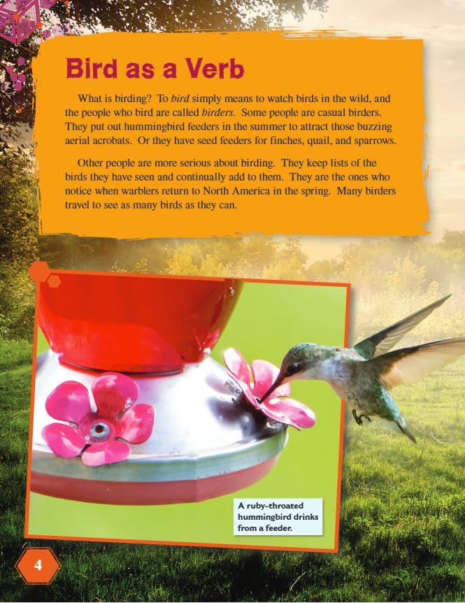 Fun and Games: The Wild World of Birding - Mastering Ratios for Real-World Math Skills | Perfect for Classroom Activities & Outdoor Learning