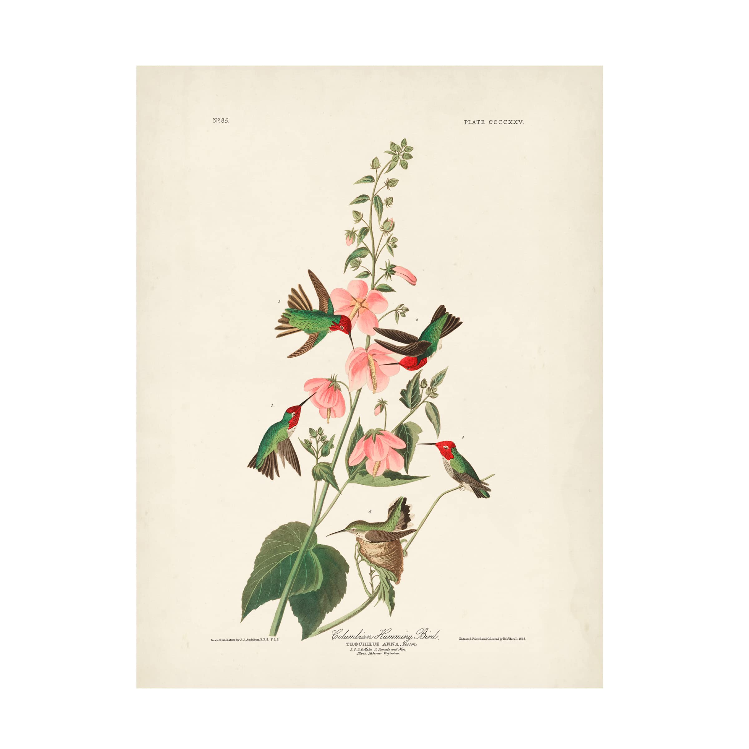 Trademark Fine Art 'Columbian Hummingbird' Canvas Wall Art by John James Audubon - 24x32 Inches - Vibrant Nature Decor for Living Room, Bedroom & Office