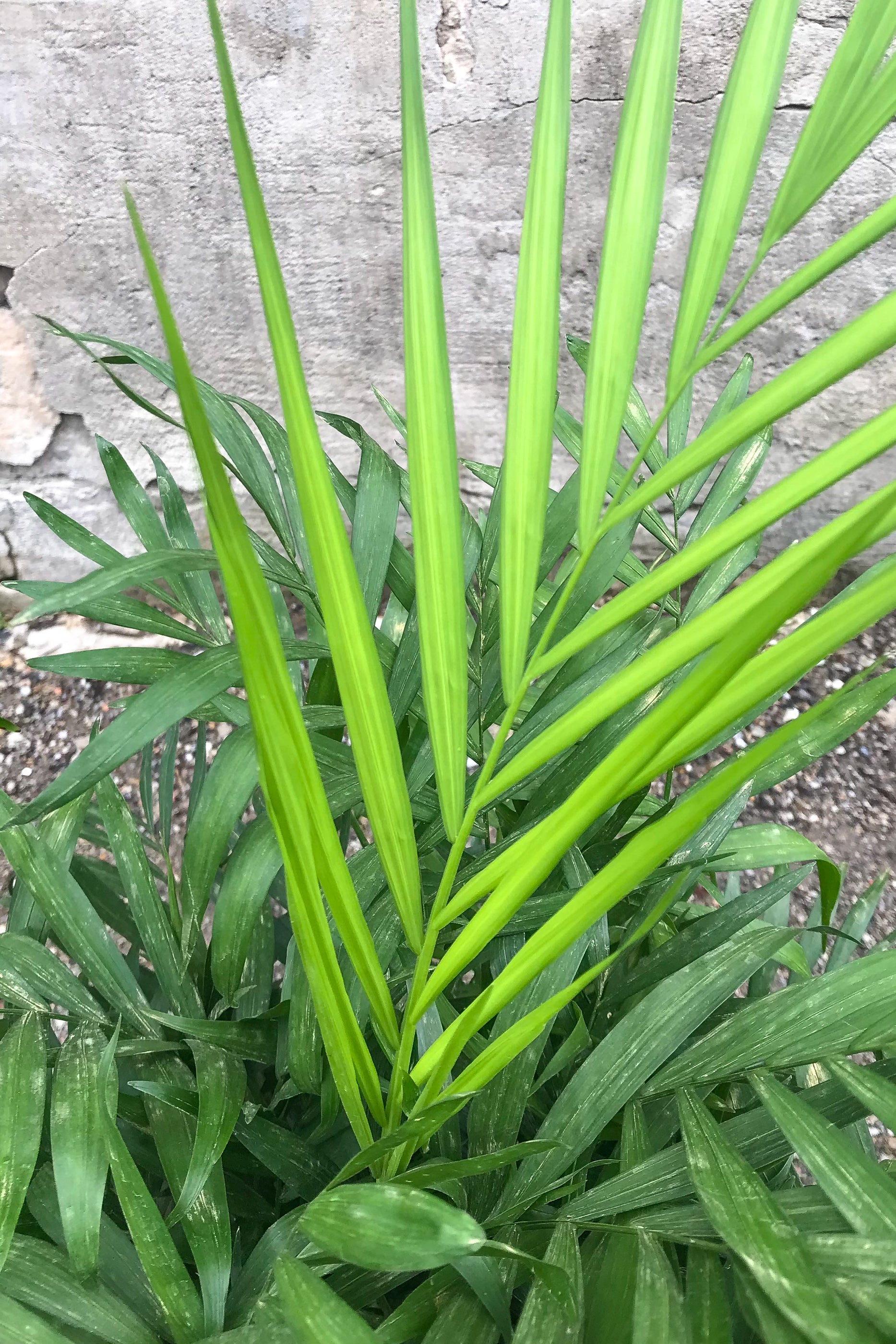 Chamaedorea Elegans Neanthe Bella Parlor Palm - 8 Inch Indoor House Plant for Home, Office & Decor | Perfect for Living Room, Bedroom & Low Light Spaces