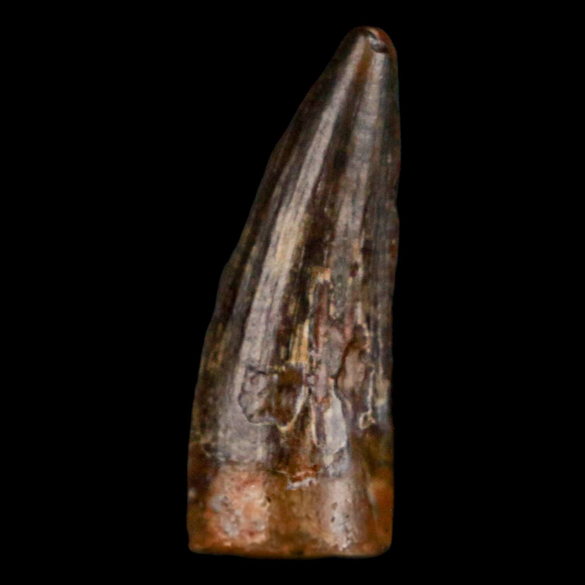 Authentic Suchomimus Dinosaur Tooth Fossil - Cretaceous Spinosaurid from Niger with COA | Perfect for Paleontology Enthusiasts & Fossil Collectors