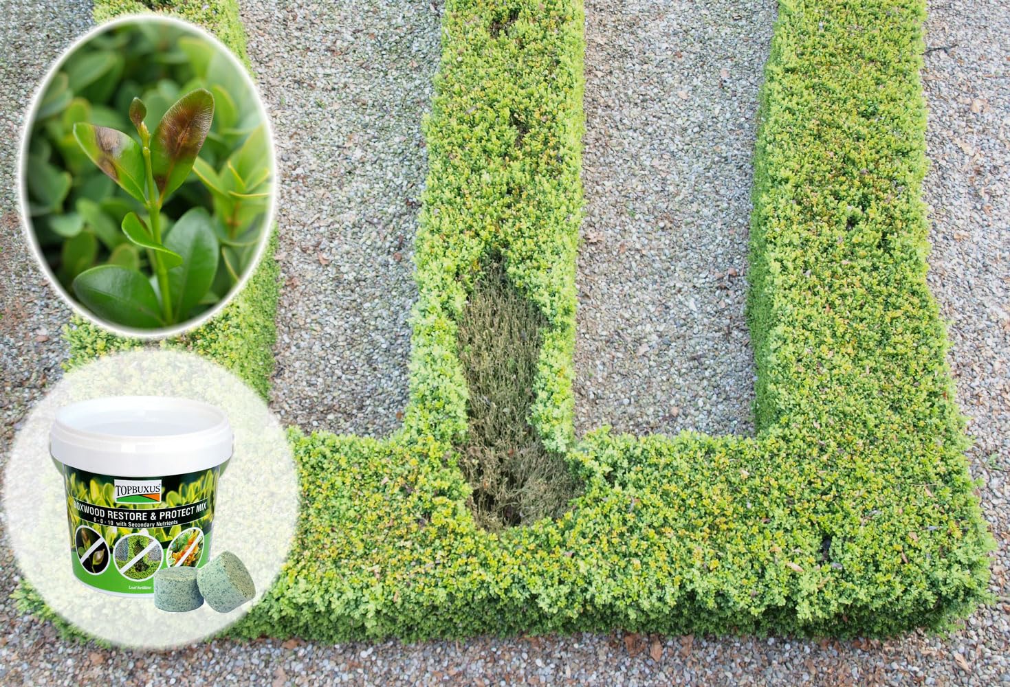 Boxwood Restore & Protect Mix - 40 Tablets Covers 4,000ft2 | Lawn & Garden Soil Treatment for Healthy Grass & Plants | Perfect for Residential Lawns, Golf Courses & Landscaping