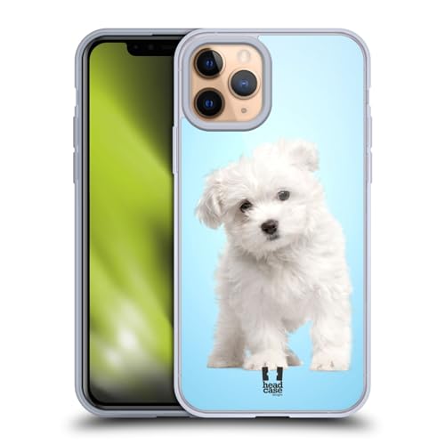 Maltese Puppy