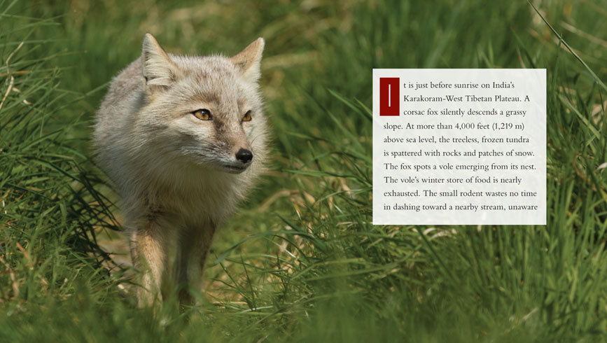 Foxes Book - ISBN 9781608187041 | Wildlife Nature Guide for Animal Lovers & Outdoor Enthusiasts