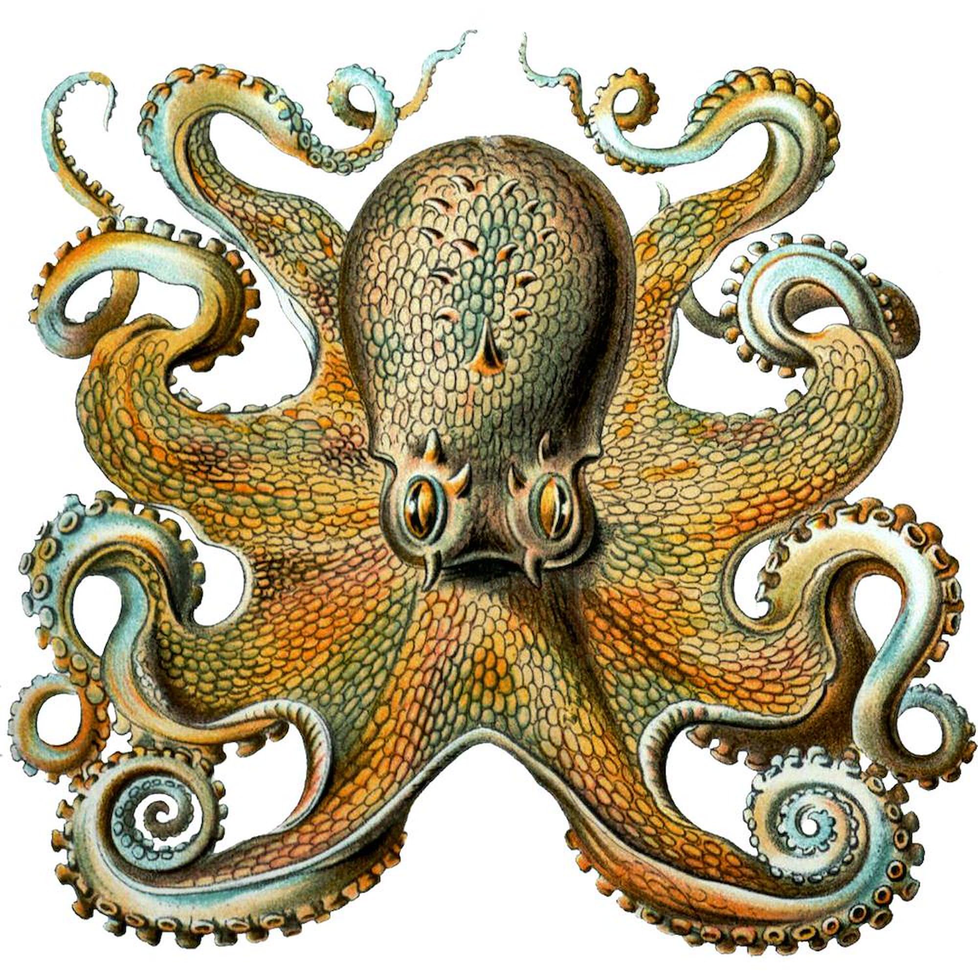 Octopus Ceramic Coffee Mug 11 oz (325 ml) - Unique Gift for Coffee Lovers, Tea Drinkers & Office Use - Funny & Cute Design for Home, Office or Gifts