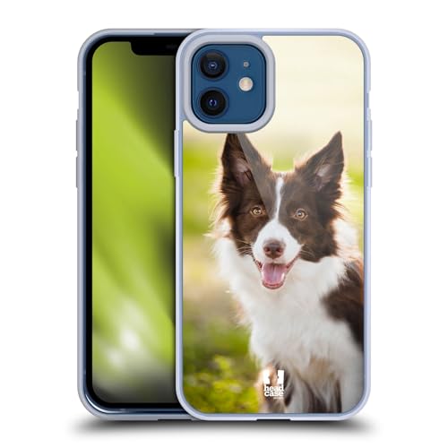 Brown Border Collie In Summer