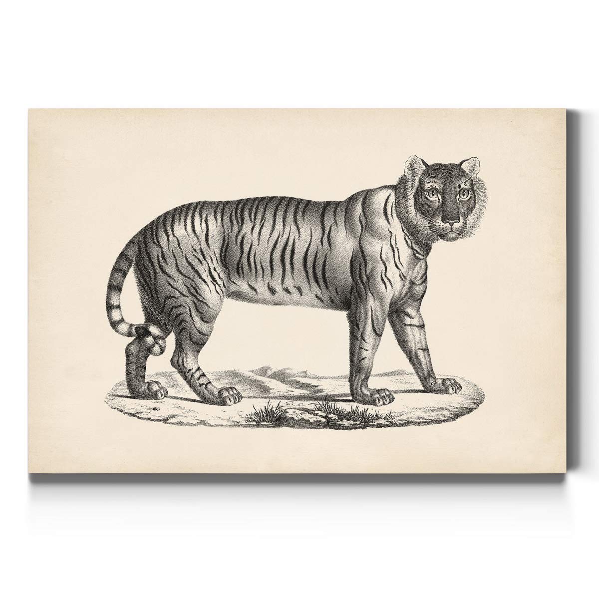 Brodtmann Female Tiger Pencil Sketch Wall Art - Premium Black & White Safari Canvas Print - Ready to Hang 32x48 Inches - Made in USA - Perfect for Living Room, Bedroom or Office Decor