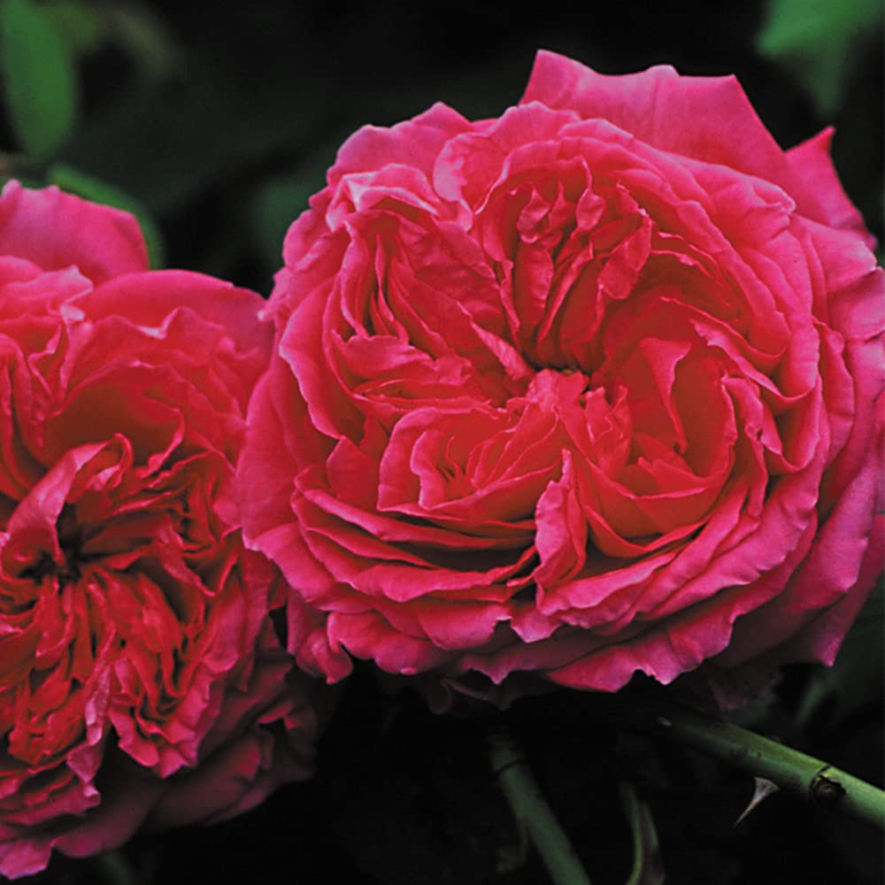 Heirloom Roses Red Blush Rose Bush - Albas Live Outdoor Plant for Garden, Landscaping & Home Decor | Fresh Cut Flowers for Weddings & Special Occasions