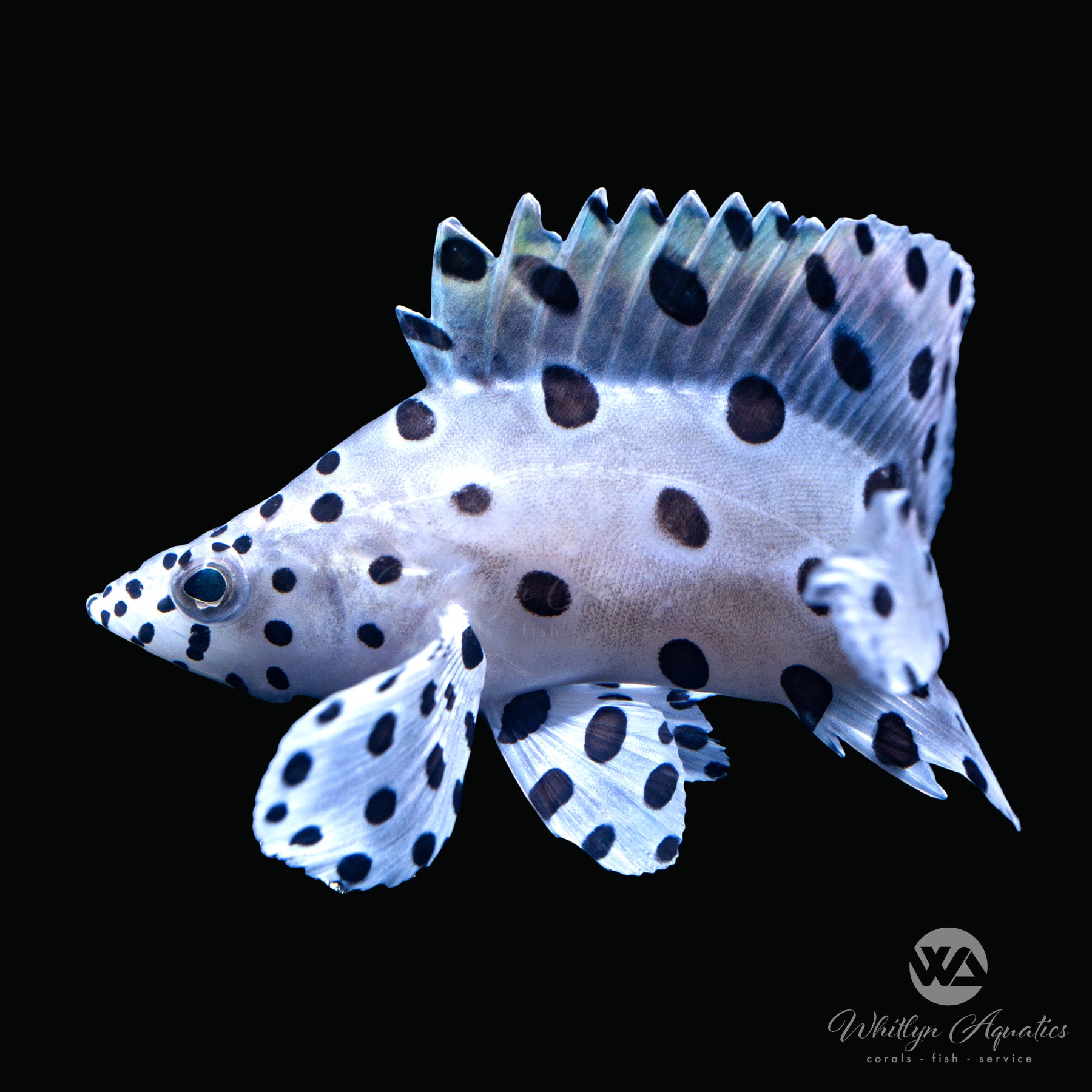 Premium Panther Grouper (Cromileptes altivelis) - Saltwater Aquarium Fish for Marine Tanks & Reef Systems - Ideal for Home Aquariums and Aquatic Displays
