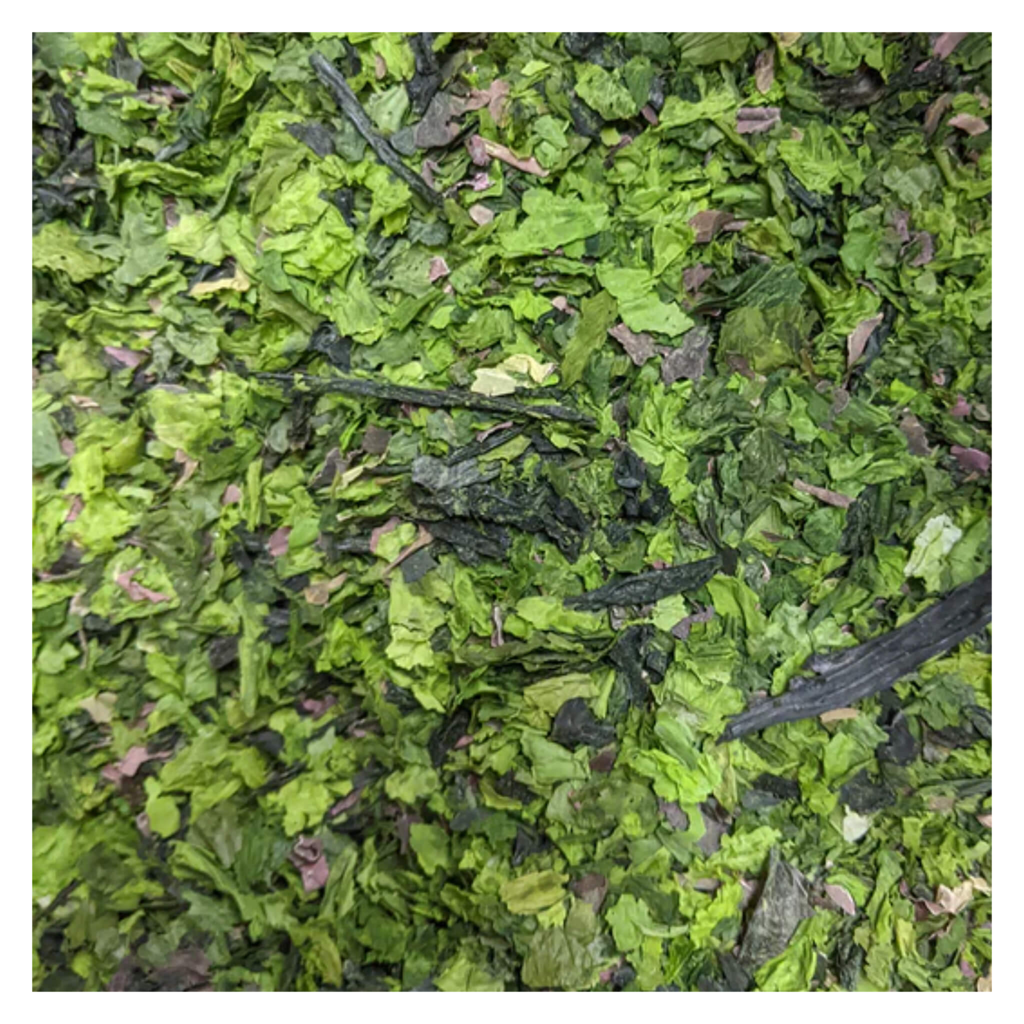 Organic Sea Vegetable Blend – Nutrient-Rich Superfood for Smoothies, Salads & Detox Drinks | Vegan, Gluten-Free, Non-GMO | Perfect for Health-Conscious Lifestyles