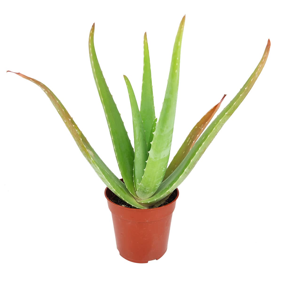 Aloe Vera Plant (4