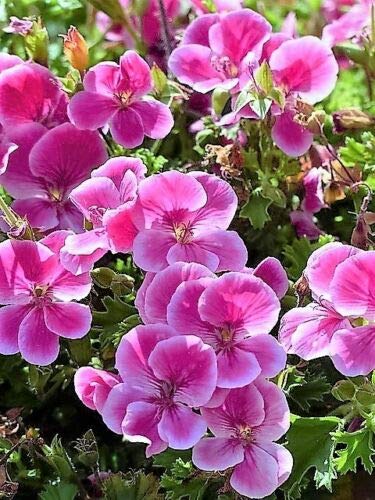 Pinto Rose Bicolor Geranium Pink & White Pelargonium Flower Seeds (10 Count) - Perfect for Container Gardening in Trays or Pots - Indoor & Outdoor Flowering Plants for Home Gardens, Balconies, and Patios
