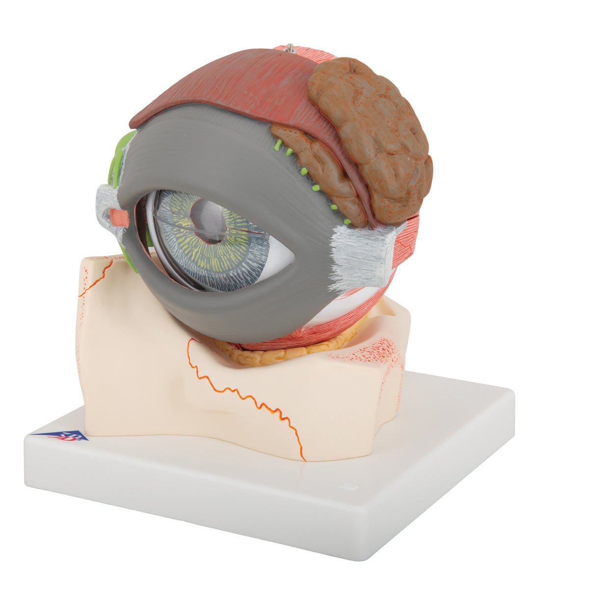 Giant Human Eye Anatomy Model - 5X Life Size, 8-Part Detachable for Medical Student Study & Classroom Demonstration | Perfect for Biology Labs, Science Education & Healthcare Training