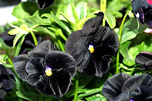 40+ Black Pansy Clear Crystals Viola Wittrockiana Seeds - Unique Long Flowering Plant for Garden, Balcony & Landscaping | Easy to Grow Perennial Flowers for Home Decor & Outdoor Planting