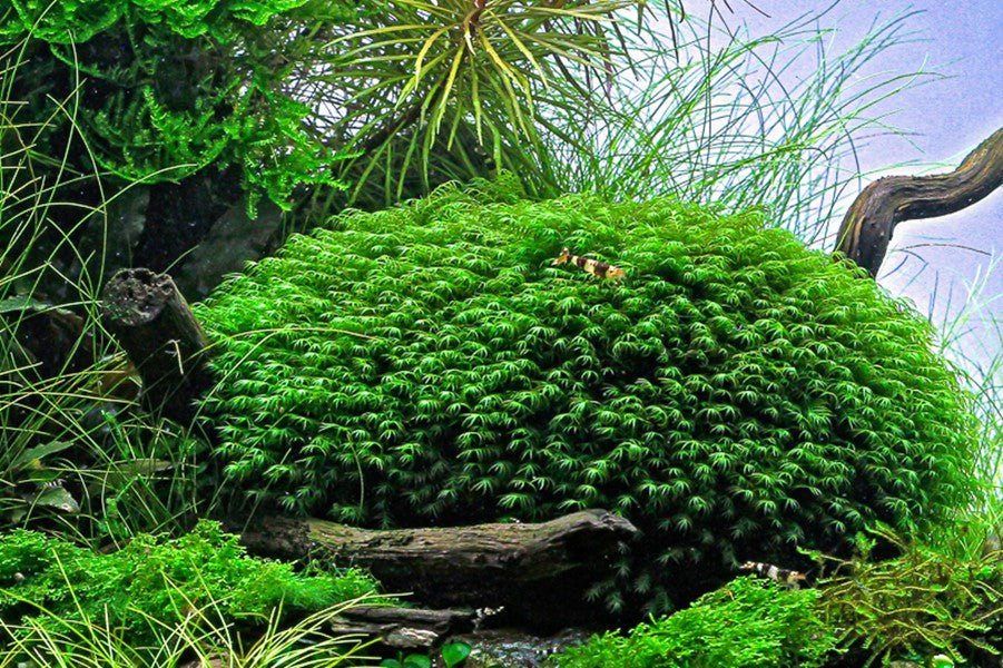 Dennerle Fissidens Fontanus Moss - Live Aquatic Plant for Freshwater Aquariums | Perfect for Nano Tanks, Shrimp Tanks & Aquascaping | Enhances Water Quality & Natural Habitat
