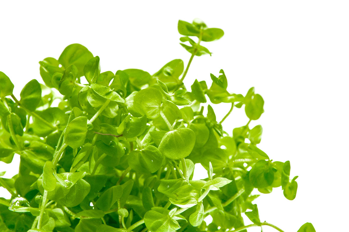 Micranthemum Umbrosum - Live Aquatic Plant for Freshwater Aquariums | Perfect for Aquascaping, Shrimp Tanks & Nano Tanks