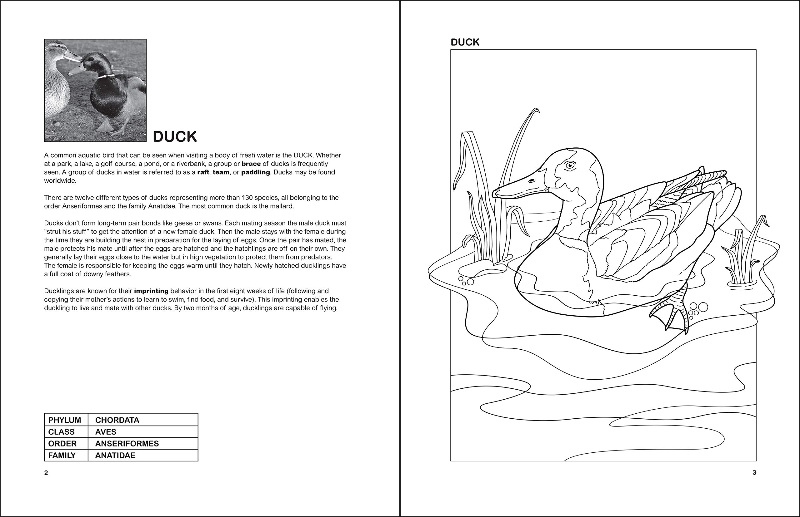 The Aquatic Birds Coloring Book for Adults & Kids - Relaxing Bird Coloring Pages with Beautiful Waterfowl Designs | Perfect for Stress Relief, Art Therapy & Nature Lovers