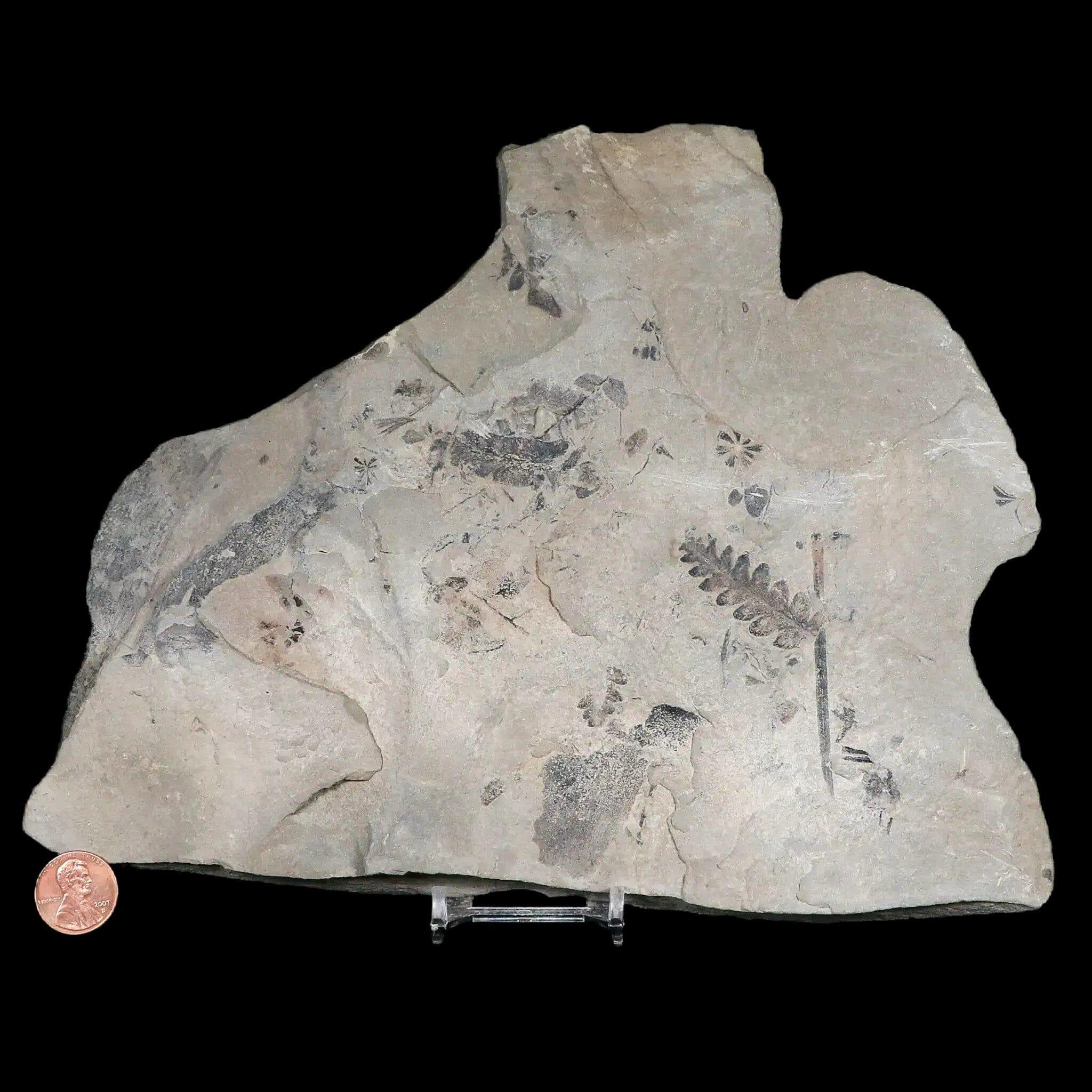 Neuropteris SP Fern Plant Fossil Leaves - Carboniferous Age Specimen from Breathitt Formation, Leslie County KY | Perfect for Paleontology Collectors & Home Decor Displays