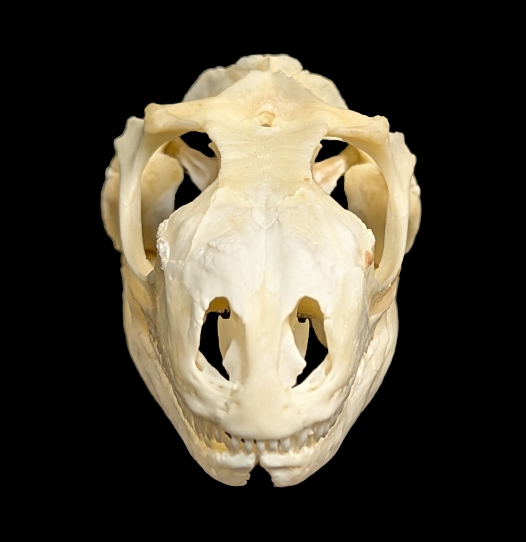 Real Iguana Skull for Sale - Authentic Reptile Skull Specimen for Collectors, Science Education & Home Decor